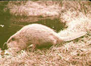 old beaver photo